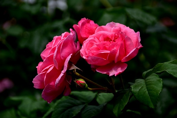 _c0067529_14464736.jpg