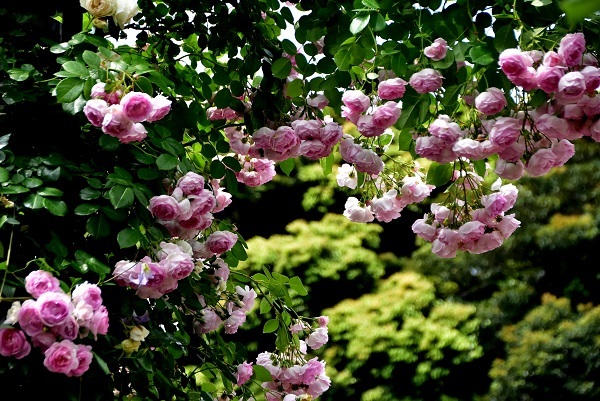 _c0067529_14465093.jpg