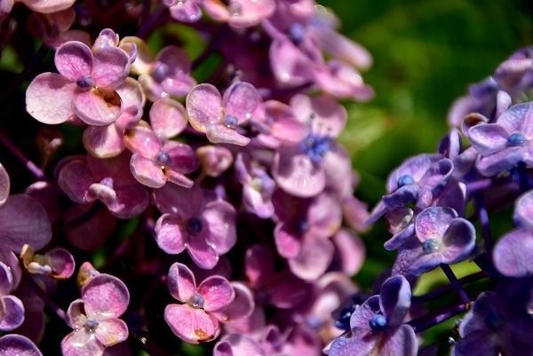 _c0067529_15382645.jpg
