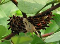 バッタのエサは何を与えればいいのですか 昆虫ブログ むし探検広場