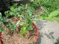 ブルーベリーの生垣風 ブルーベリーの育て方 栽培 ブルーベリー ノート Blueberrynote