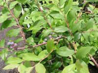 ブルーベリーの生垣風 ブルーベリーの育て方 栽培 ブルーベリー ノート Blueberrynote