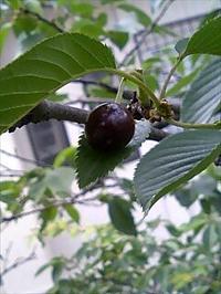 シルクジャスミンの実 カエルの樹木医