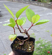 シャリンバイ 花が咲きました 節約ミニ盆栽記 シャリンバイ 花が咲きました 節約ミニ盆栽記