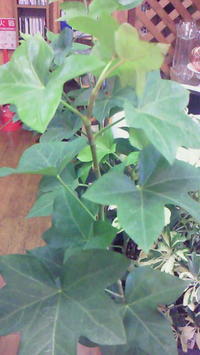 サンスベリアロブスタードワーフにも 花門へようこそ