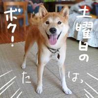 マムシにご注意 柴と徒然日記