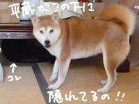 マムシにご注意 柴と徒然日記 マムシにご注意 柴と徒然日記