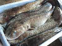 ババチャン 玉島魚市場 お魚情報