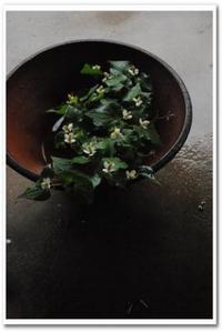 つるむらさきの花 Tukikusa Note つるむらさきの花 Tukikusa Note