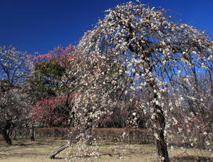 満開の枝垂れ梅の花の美しさ - dezire_photo & art