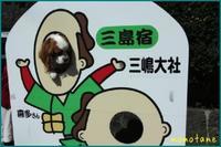 チワワのマルさんと遭遇 O Days Of Jenni S Life