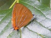 歯車機構をもつ生物が発見される 虫のひとりごと
