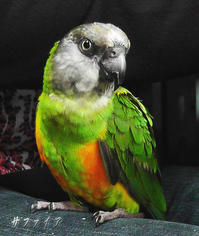 我が家の繁殖状況 セネガルパロット オカメインコ 我が家の繁殖状況 セネガルパロット オカメインコ
