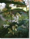 匂いに惹かれて ballade 花物語 匂いに惹かれて ballade 花物語