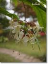 匂いに惹かれて ballade 花物語 匂いに惹かれて ballade 花物語