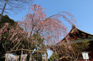 恩賜上野公園の満開の桜・・・３１・完 - 
