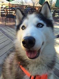 トイプードルのロッキー 今日のワンちゃん