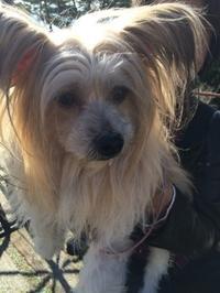 トイプードルのロッキー 今日のワンちゃん