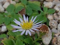 ルドベキア フルギダ スペキオサ 新 四季の花