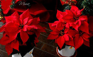 Miwaの優しく楽しく☆