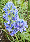 我が家の花 カーペットかすみ草 Diyでミックスインテリア Mitune 我が家の花 カーペットかすみ草 Diyでミックスインテリア Mitune