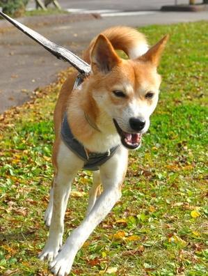 3年間ありがとうございました - ジニー家の「ドッグ幸せ」