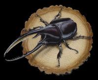 リアルイラスト 昆虫の絵 コーカサスオオカブト Caucasus Beetle Junya Blog 猫 犬 リアリズム絵画 リアルイラスト 昆虫の絵 コーカサスオオカブト Caucasus Beetle Junya Blog 猫 犬 リアリズム絵画