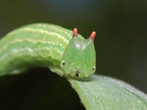 バッタのエサは何を与えればいいのですか 昆虫ブログ むし探検広場