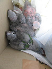 オキナインコ 販売 里親募集 ホワイトコキン