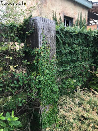 キセログラフィカの花 さにべるスタッフblog Sunny Day S Garden キセログラフィカの花 さにべるスタッフblog Sunny Day S Garden