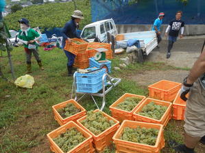 シャルドネの収穫、甲州市塩山の奥野田ワイナリーのぶどう畑に行ってきました！ - のび丸亭の「奥様ごはんですよ」日本ワインと日々の料理
