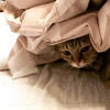 ギュンサン君の愛猫4匹 Rue S Home ギュンサン君の愛猫4匹 Rue S Home