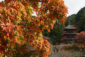 紅葉早巡り　～高取、吉野、御所 - katsuのヘタッピ風景