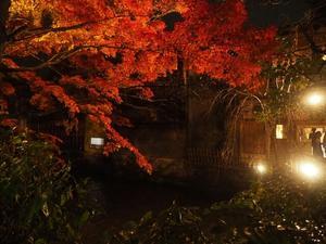 祇園白川のライトアップ紅葉♪ - アリスのトリップ
