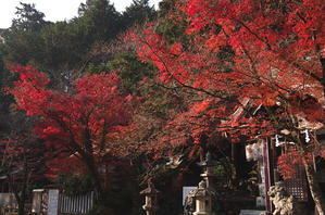 若山神社　紅葉 - 京都デジカメ散歩