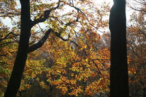 府中市　都立野川公園の紅葉　前半 - 日本あちこち撮り歩記