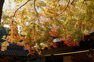 紅葉　～楠妣庵観音寺 - katsuのヘタッピ風景
