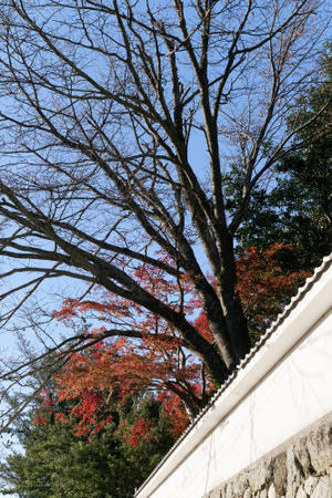 紅葉　～弘川寺 - katsuのヘタッピ風景