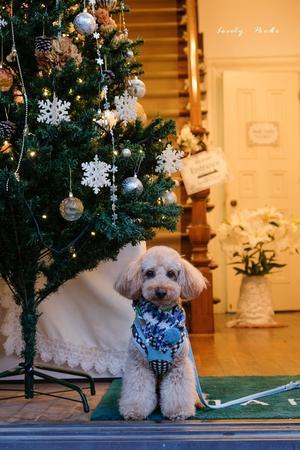 Merry  Christmas  Dog   ♪ - Lovely Poodle