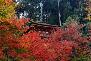 京の紅葉2018　紅葉に包まれる三重塔（浄瑠璃寺） - 花景色－K.W.C. PhotoBlog