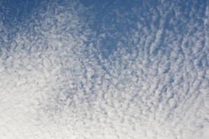 うろこ雲と鳥 - 三宅島風景