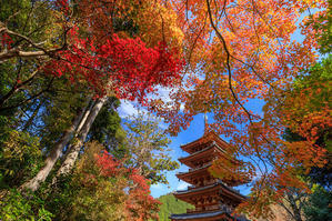 京の紅葉2018　海住山寺の鮮やかな秋 - 花景色－K.W.C. PhotoBlog