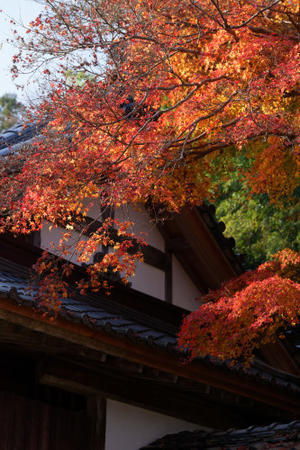 紅葉　～大澤寺 - katsuのヘタッピ風景