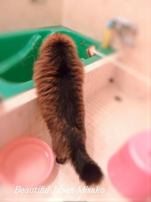 キリはいつもお風呂掃除を・・・。☆､･：`☆･･ﾟ･ﾟ☆。。 - Beautiful Japan 絵空事
