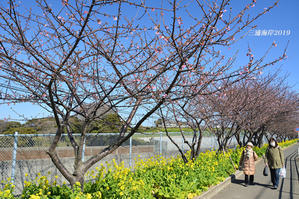 今日から開催『三浦海岸桜まつり』 - 写愛館
