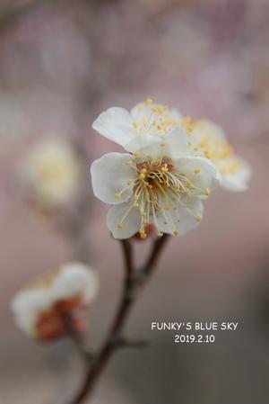 寒くても、梅*が咲いていたんだよ♪ - FUNKY'S BLUE SKY