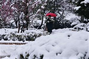 雪の中の赤い傘（思い出） - MAKO'S PHOTO
