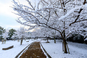 雪の京都　宝が池公園・雪の日の朝 - 花景色－K.W.C. PhotoBlog