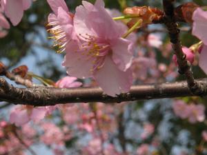 あれから八年、今年もあの桜が咲いた - パラム