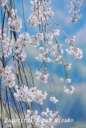 あ～・・・枝垂れ桜に・・・。☆､･：`☆･･ﾟ･ﾟ☆。。 - Beautiful Japan 絵空事